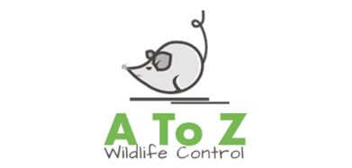 DFW Wildlife Control company