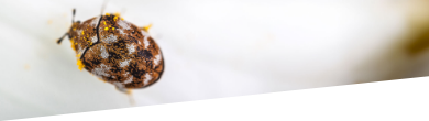 pest control services london